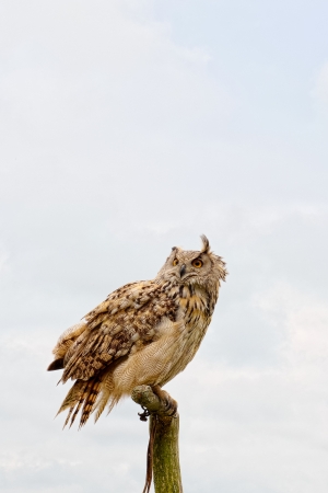 Horned owl sitting on a branchの写真素材