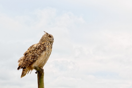 Eurasian eagle-owl sitting on a branchの写真素材