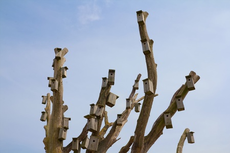 A lot of nesting boxes in an old treeの写真素材