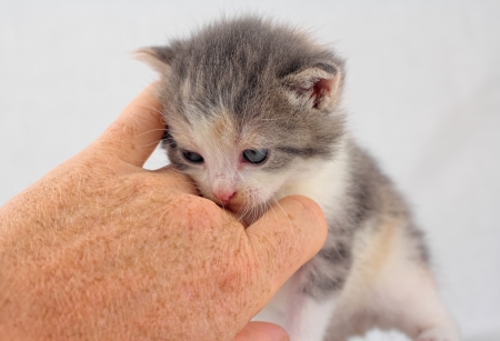 Small kitten being cuddled by a human handの写真素材