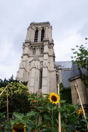 Looking at one of the Notre Dame towers and a surrounding garden with sun flowers, in frog perspectiveの写真素材
