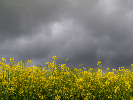 The edge of a rapeseed fieldの写真素材
