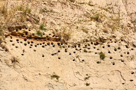 shadows of swifts flying in front of the holes they use as nests, in the sandy slopes near Arnager in Denmarkの写真素材