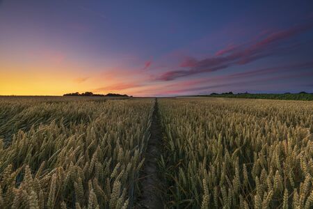 Field in Denmark at sunsetの写真素材