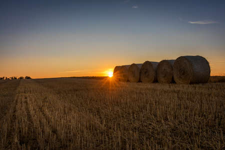 An agricultural field at sunset in Denmark
