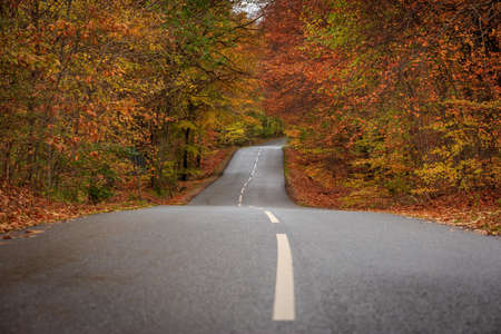 A local Road in Denmark at in autumn colours
