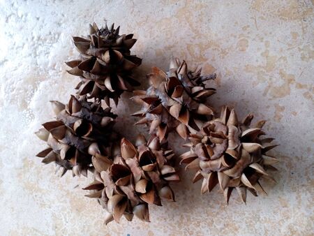 Spiky gum tree pod