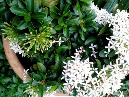 White flowers in a garden potの素材