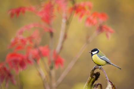 Colorful great tit Parus major perched on a tree trunk, photographed in horizontal, autumn time, amazing autumn leaf colorの写真素材