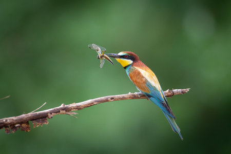 European Bee-Eater Merops apiaster perched on Branch near Breeding Colony. Wildlife scene of Nature in Northern Poland - Europeの写真素材