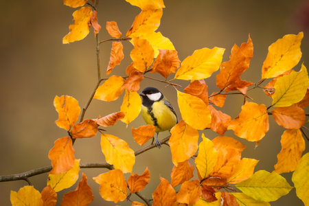 Colorful great tit Parus major perched on a tree trunk, photographed in horizontal, autumn time, amazing autumn leaf colorの写真素材