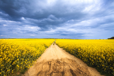 Photo shows a beautiful blue sky with clouds over rape field. Landscape, Poland, Europeの写真素材