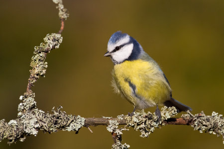 Bird - Blue Tit (Cyanistes caeruleus) perched on tree winter time small bird on blurred backgroundの写真素材