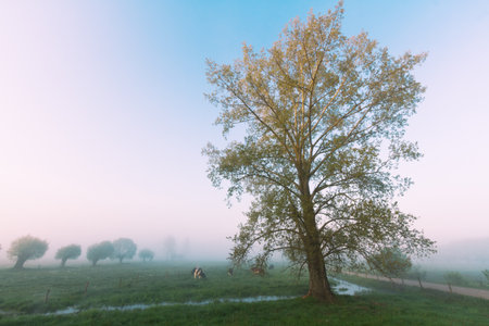 Landscape sunset in Narew river valley, Poland Europe, foggy misty meadows with willow trees, spring timeの写真素材