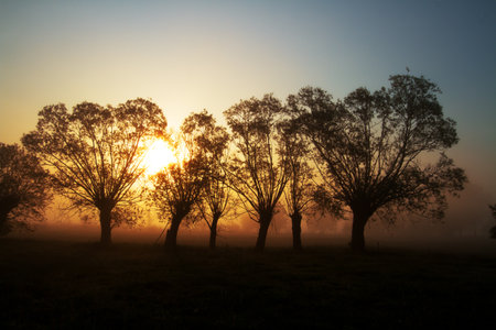Landscape sunset in Narew river valley, Poland Europe, foggy misty meadows with willow trees, spring timeの写真素材