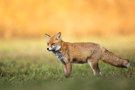 Red Fox Vulpes vulpes in autumn scenery, Poland Europe, animal walking among meadow in amazing warm light, hunting timeの写真素材