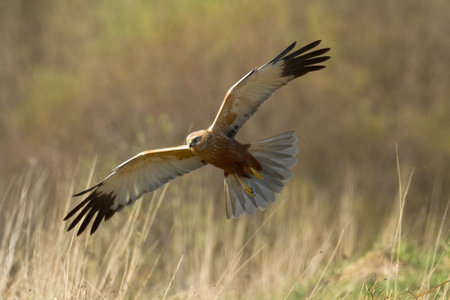 Flying Birds of prey Marsh harrier Circus aeruginosus, hunting time Poland Europeの写真素材