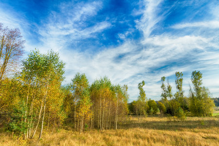 Landscape autumn with colorful trees, autumn Poland, Europe and amazing blue sky with clouds, sunny dayの写真素材