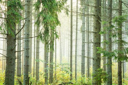 Misty autumn forest. Early autumn in misty forest. Morning fog in autumn forest Poland Europeの写真素材