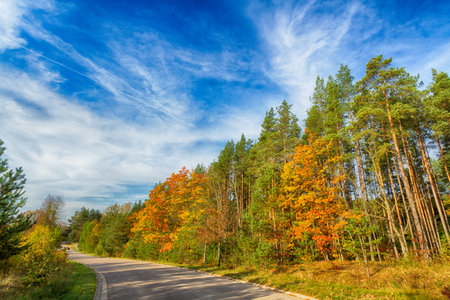 Landscape autumn with colorful trees, autumn Poland, Europe and amazing blue sky with clouds, sunny dayの写真素材