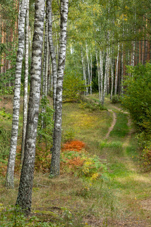 Misty autumn forest. Early autumn in misty forest. Morning fog in autumn forest Poland Europeの写真素材