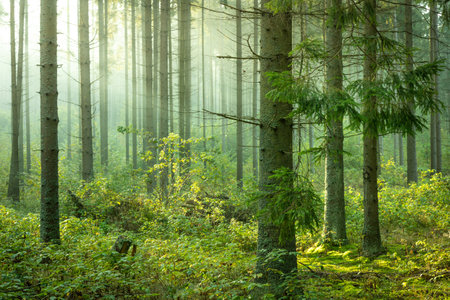 Misty autumn forest. Early autumn in misty forest. Morning fog in autumn forest Poland Europeの写真素材