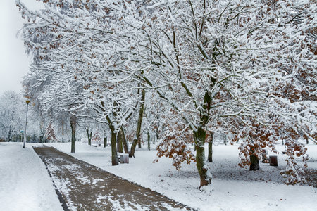 Landscape winter attack in city park, fresh snow on the trees with colorful leafs, Beautiful winter sceneryの写真素材