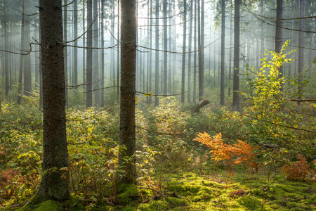 Misty autumn forest. Early autumn in misty forest. Morning fog in autumn forest Poland Europeの写真素材