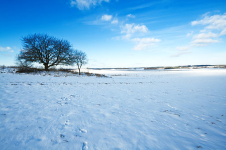silhouette of lonely tree on the hill in Poland, Europe on sunny day in winter, amazing clouds in blue skyの写真素材