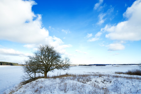 silhouette of lonely tree on the hill in Poland, Europe on sunny day in winter, amazing clouds in blue skyの写真素材