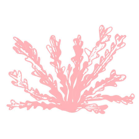 Vector summer drawing pink seaweed corals the bottom of the seaのイラスト素材