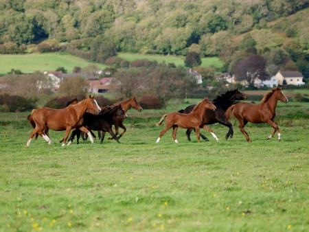 A herd of horses with foals canter loose across a fieldの写真素材