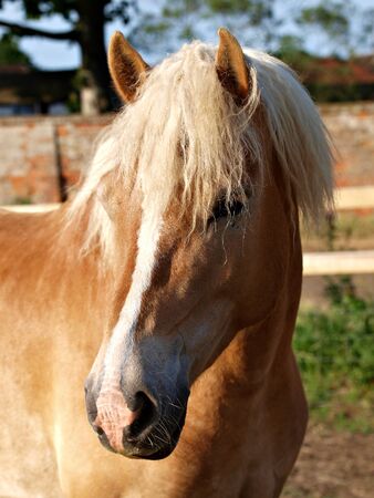 A head shot of a chestnut Haflinger in the paddockの写真素材
