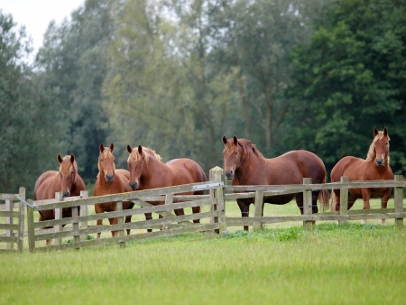 A group of Suffolk Punch horses watch over a fence.の写真素材