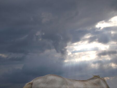 An abstract image of the back of a horse against a stormy sky.の写真素材