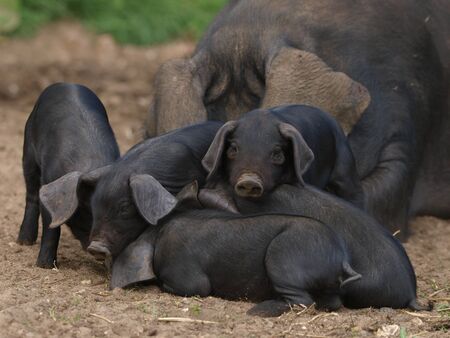A group of baby pigs with their mumの写真素材