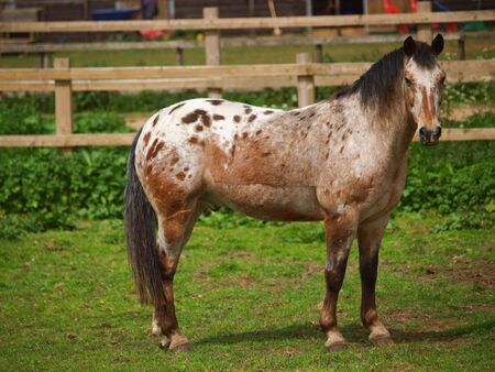 An appaloosa pony which has been clipped stands in a paddockの写真素材