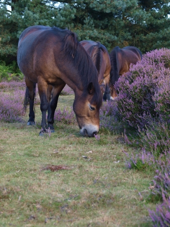 A group of Exmoor ponies graze wild among the heatherの写真素材