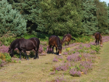 A group of Exmoor ponies graze wild among the heatherの写真素材