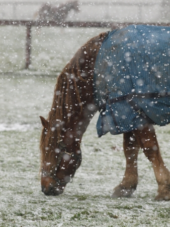 A single horse stands in heavy snow  in the winterの写真素材