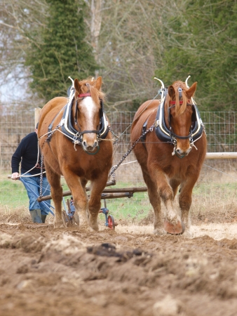 A team of Suffolk Punch horses plough a field.の写真素材