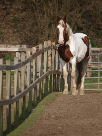 A shot of a horse standing behind a fence in a paddockの写真素材