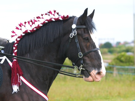 A head shot of a braided up Shire horse in a bridleの写真素材