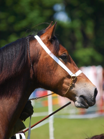 A head shot of a Welsh Cob in the show ring の写真素材