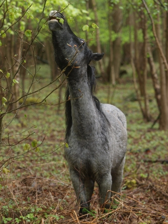 A wild New Forest pony eats shoots from the trees in a forest.の写真素材