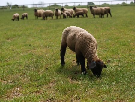 A cute Suffolk lamb stands in a field of grass.