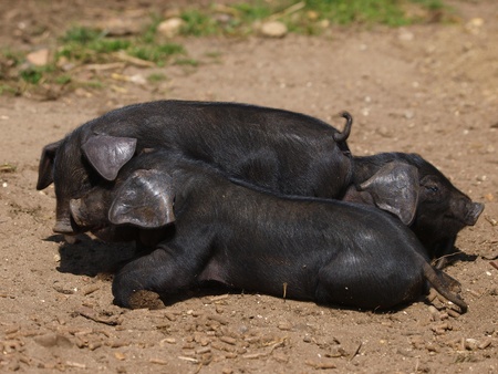 A group of rare black pigs play and sleep in the dirtの写真素材