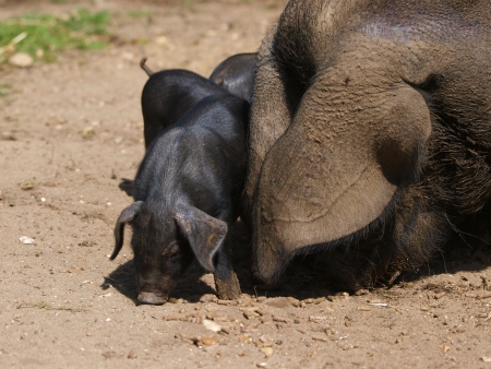 A group of rare black pigs play and sleep in the dirtの写真素材