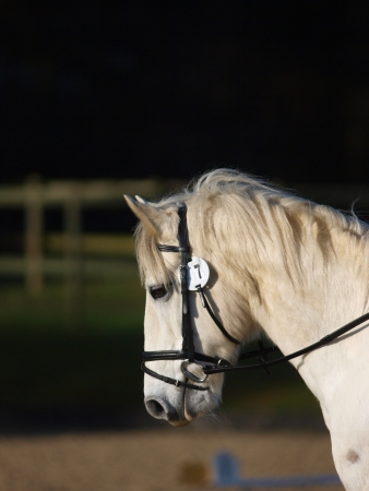 A head shot of a grey pony in a bridleの写真素材