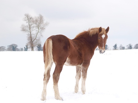 A single horse in a field covered by snow.の写真素材